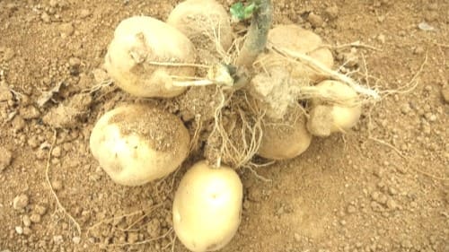 감자캐기-감자-수확-덩이줄기가-달린-감자모습