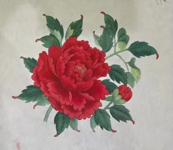 모란 꽃 특성 해설_5