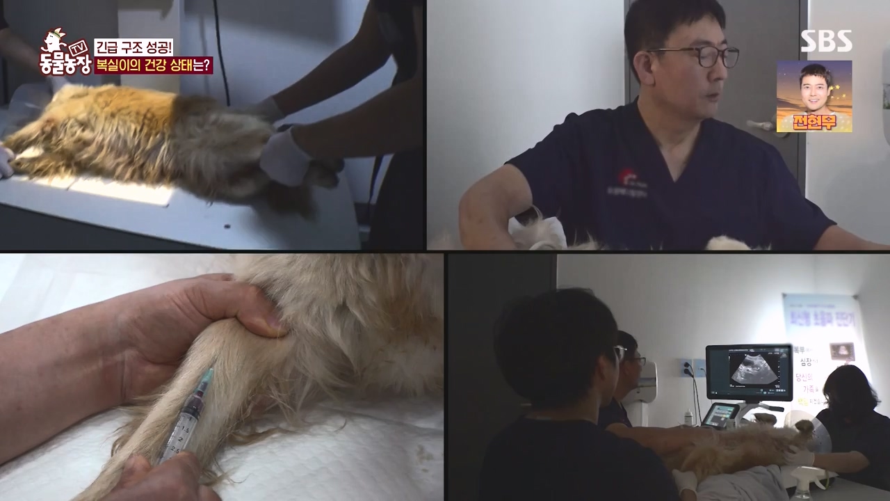 TV 동물농장.E1135.230828p-NEXT.mp4_20230827_180833.878.jpg