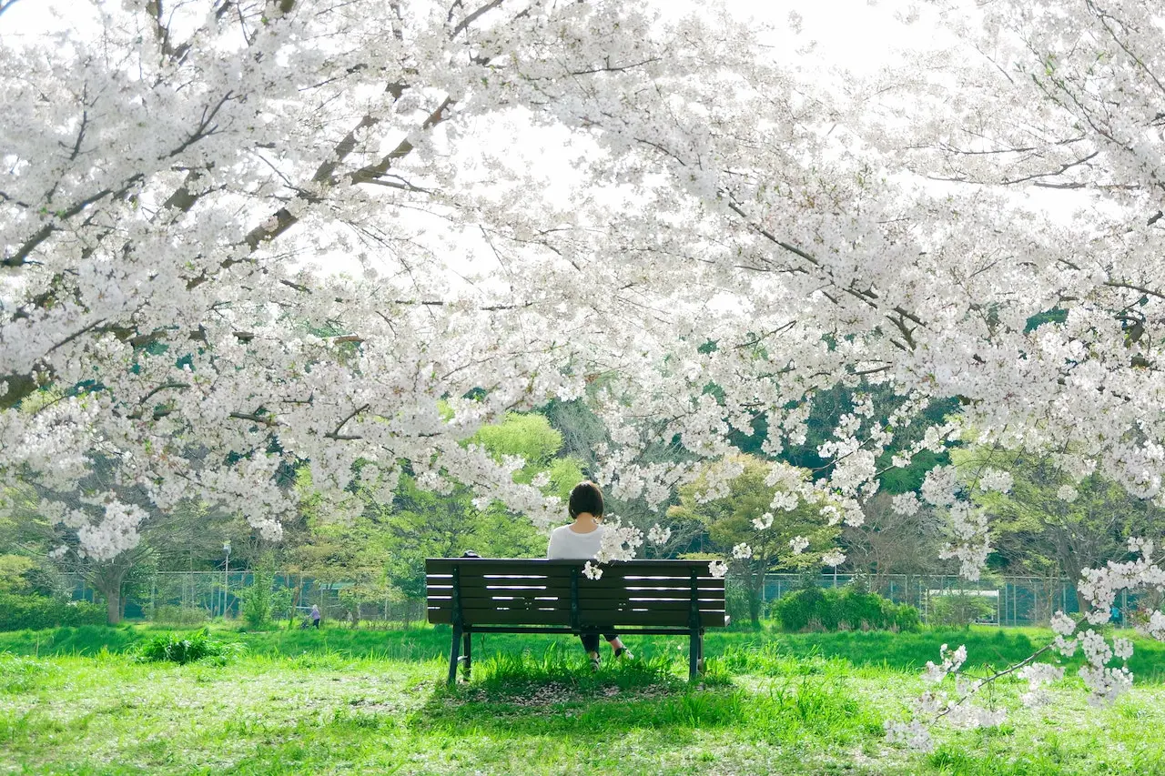 2023년 전국 벚꽃 예상 개화시기 알고 축제 출발 준비 합시다.
