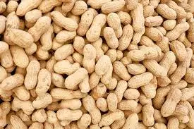 땅콩(Peanut)