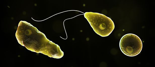  아메바(Amoeba)란 무엇인가 (뇌 먹는 아메바 감염 발생)
