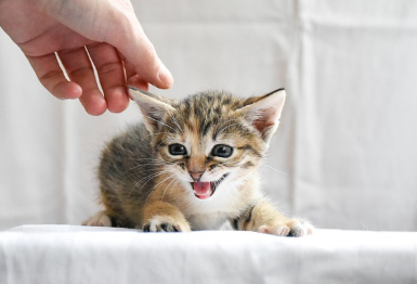 고양이 사료 선택 가이드 – 건강한 식습관을 위한 올바른 선택