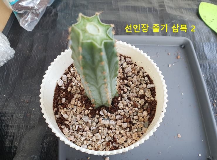 선인장 줄기 삽목 2