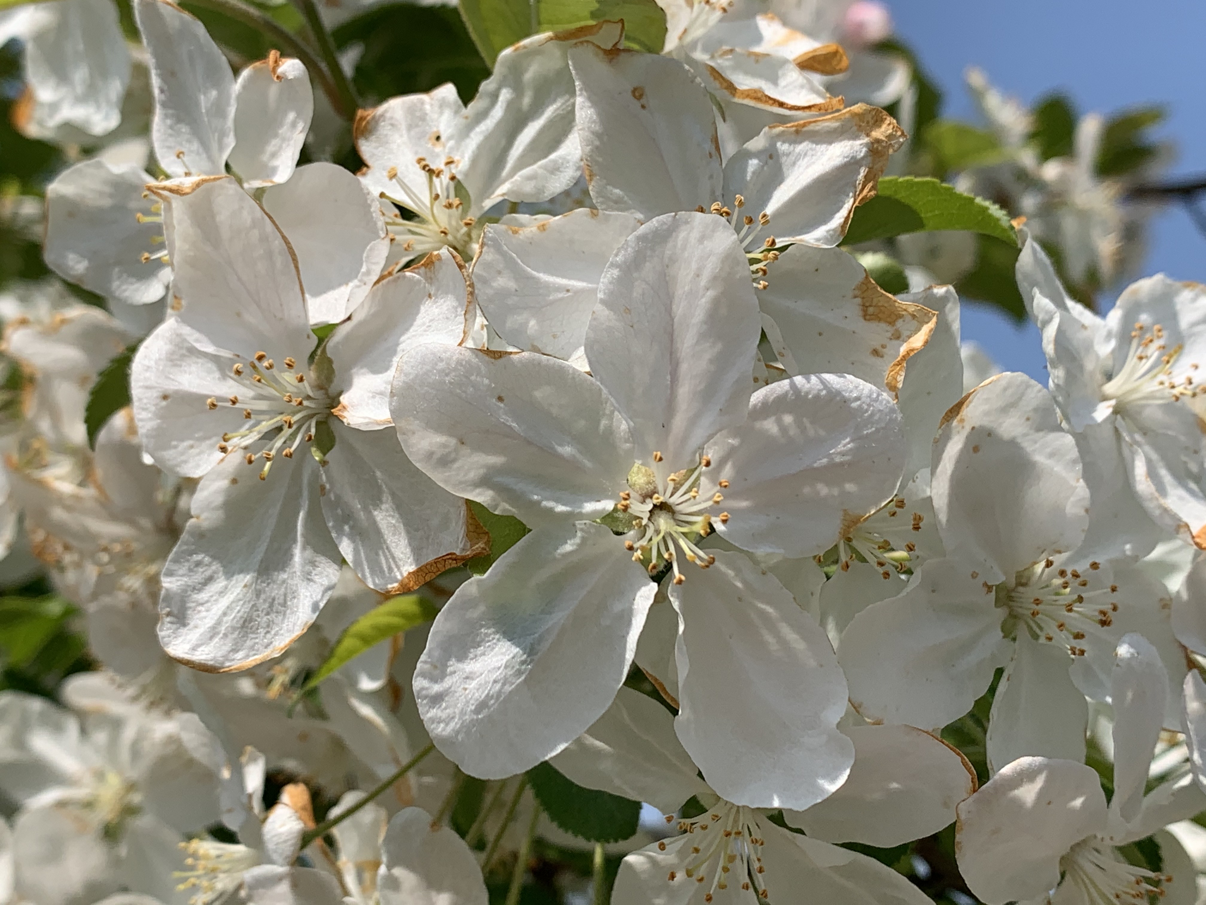 꽃사과 나무 - Malus prunifolia