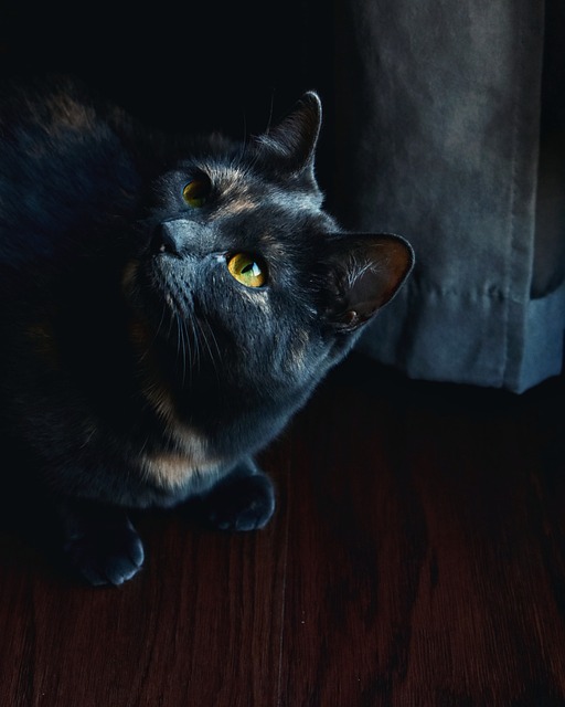 검은 고양이