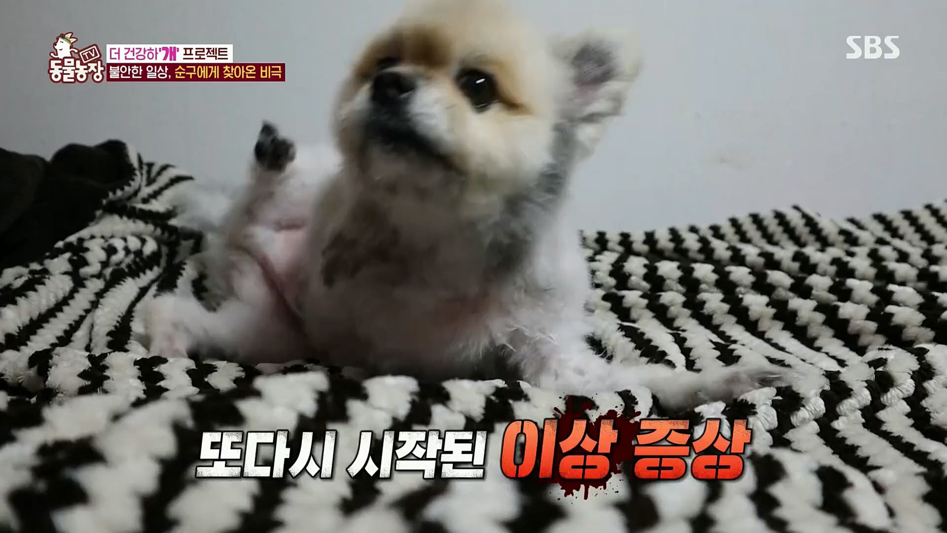TV 동물농장.E1097.221127p.H264-F1RST.mp4_20221127_181702.368.jpg