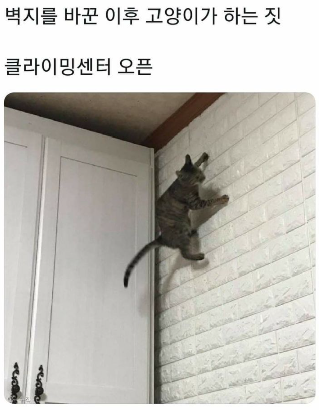  집사가 벽지를 바꿀 때 신중해야 하는 이유