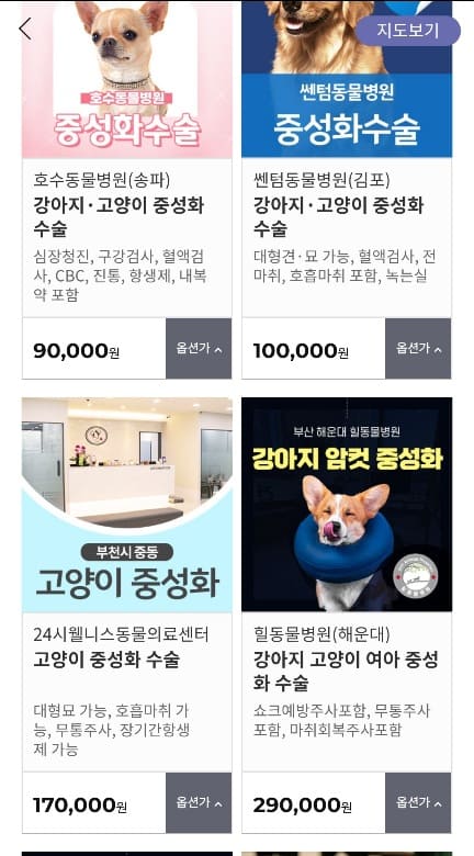고양이-수명