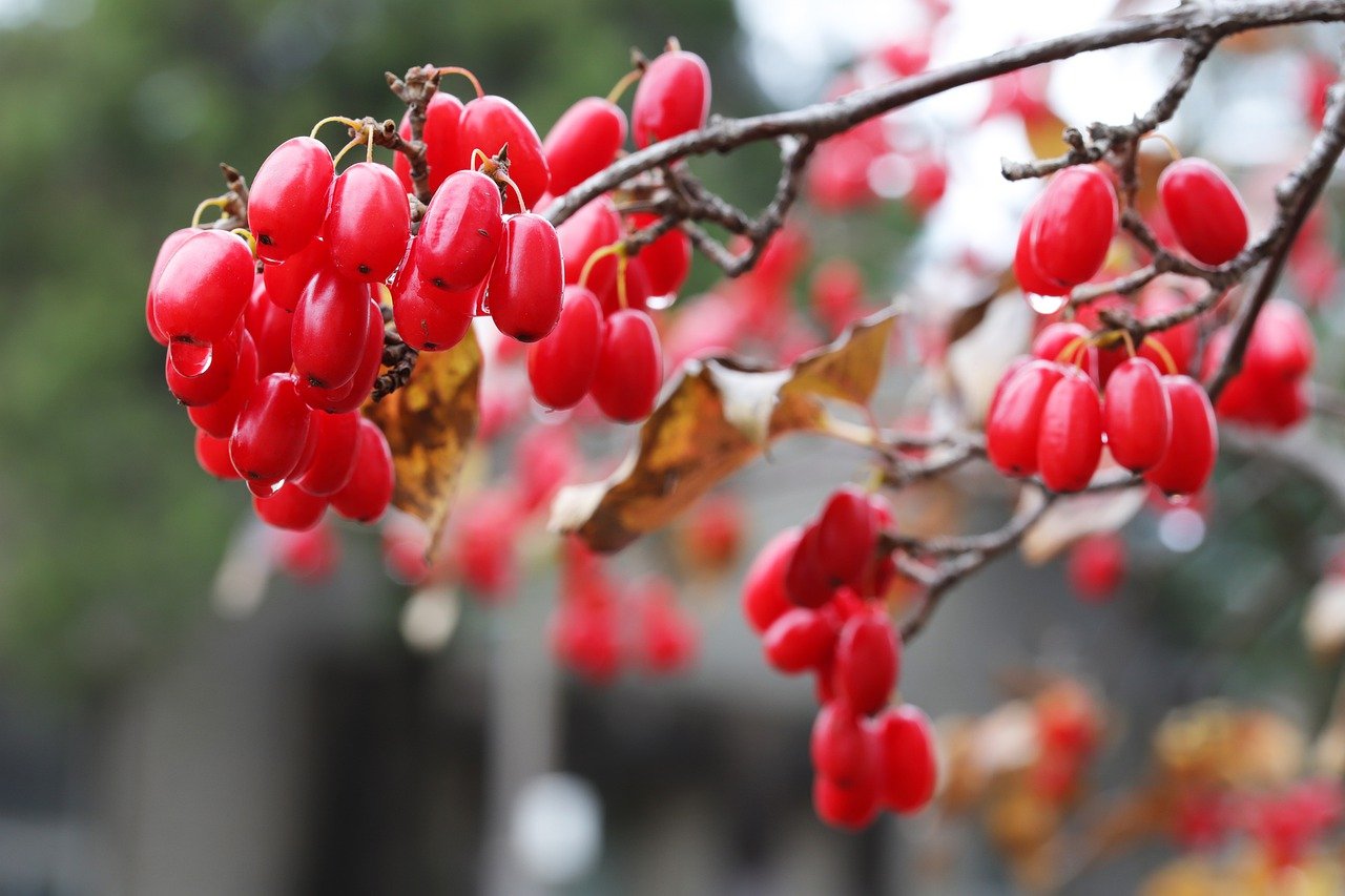  산수유 효능 산수유 부작용에 대해 알아 볼게요.