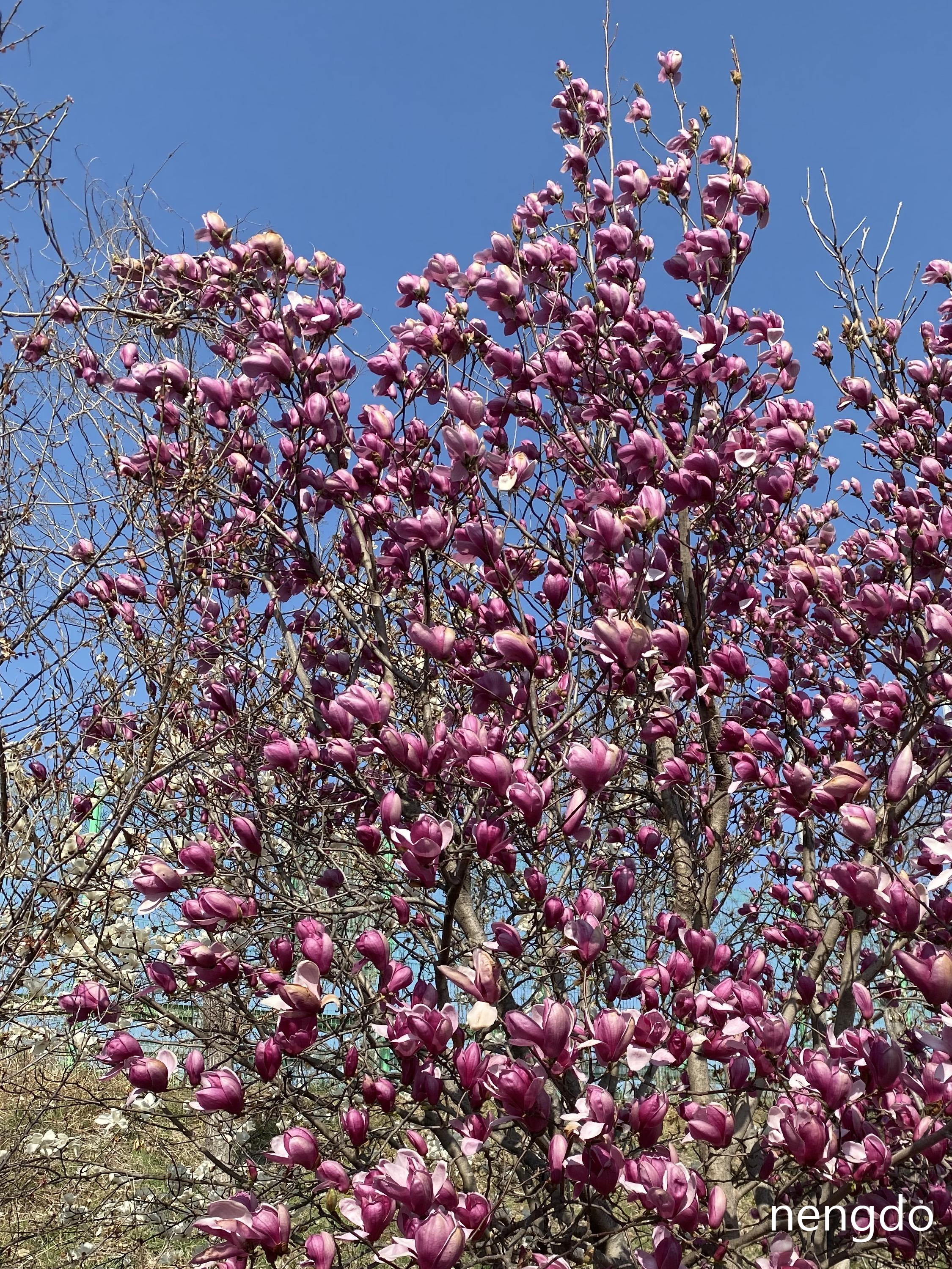 경상남도 숨은 명소 김해, 목련산림리뷰 6