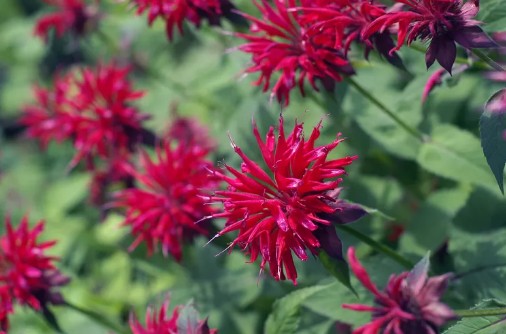 정원꾸미기 아름다운 빨간 꽃 - 베르가못