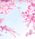 붉은 벚꽃