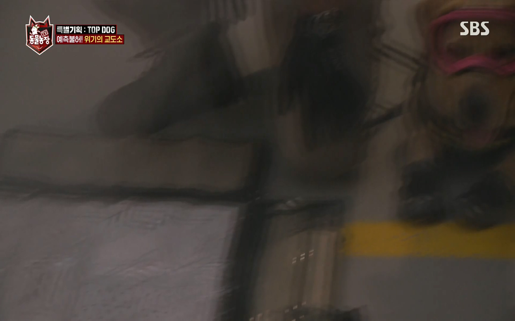 TV 동물농장.E1086.220911p.H264-F1RST.mp4_20220911_175414.701.jpg