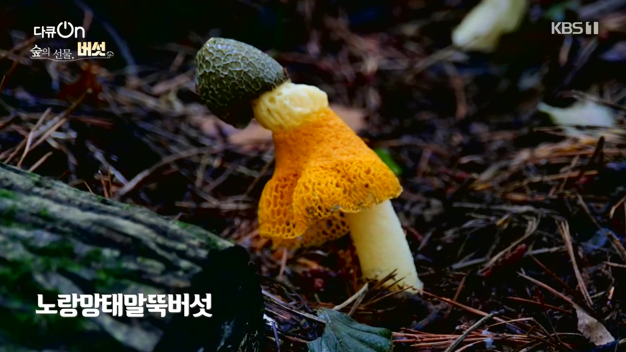 다큐 온.E227.231120p-NEXT.mp4_20231121_201830.932.jpg