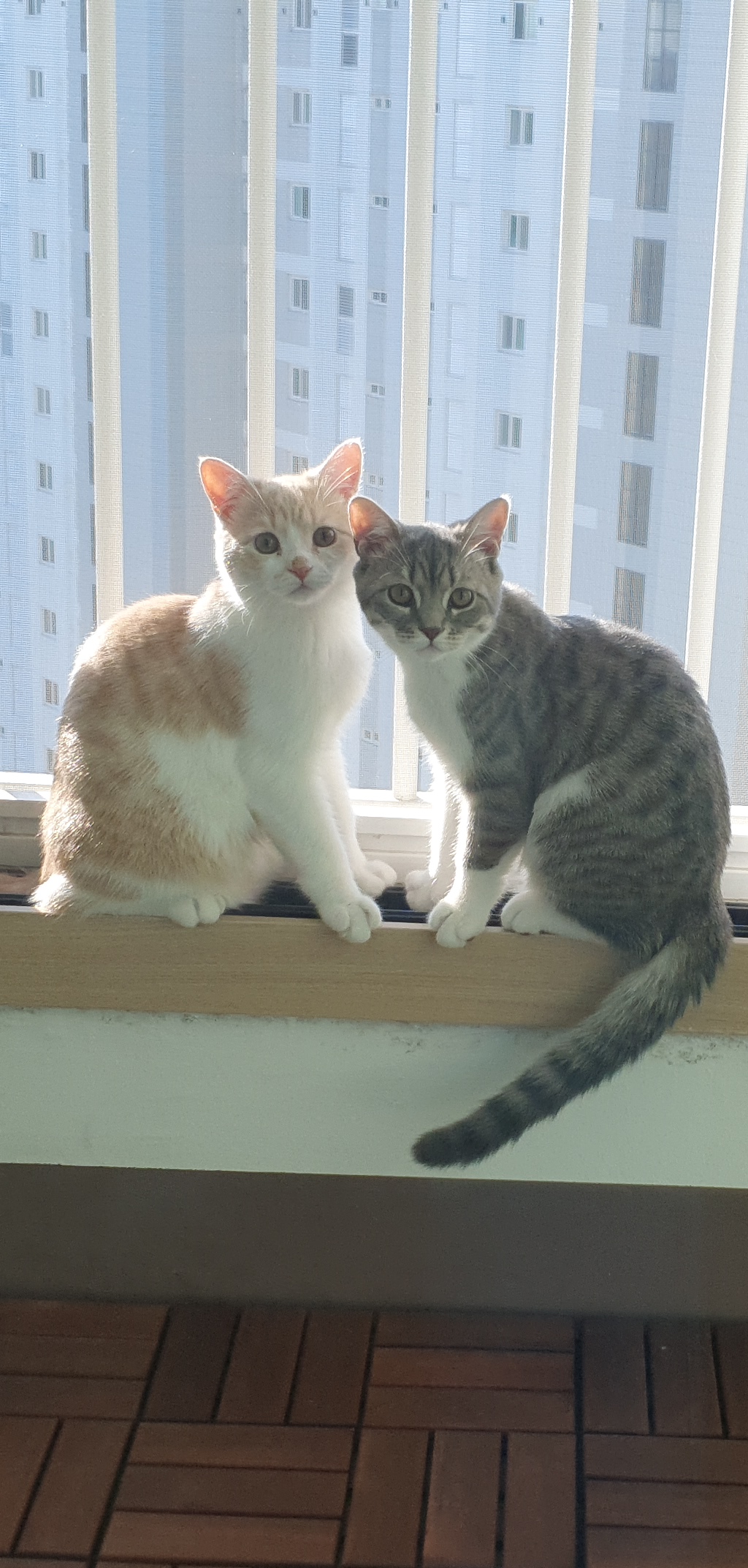  반려묘와 함께 하는 일상, 고양이 산책 가능할까? 고양이 키우기
