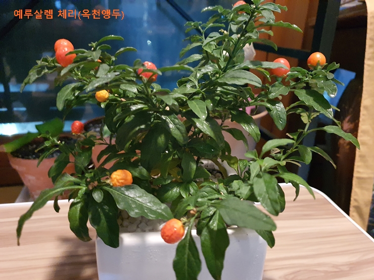 겨울을 넘긴 옥천앵두