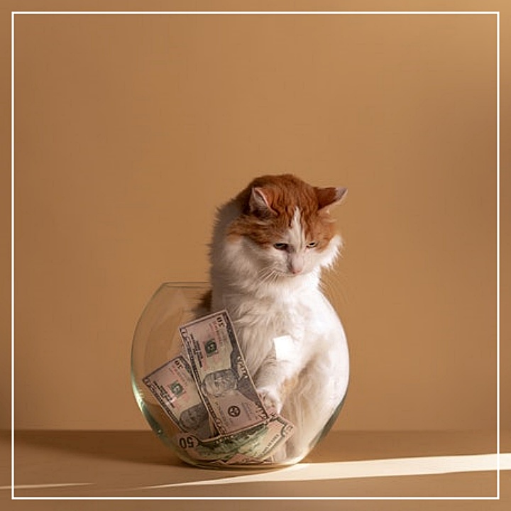 고양이-희망회복자금