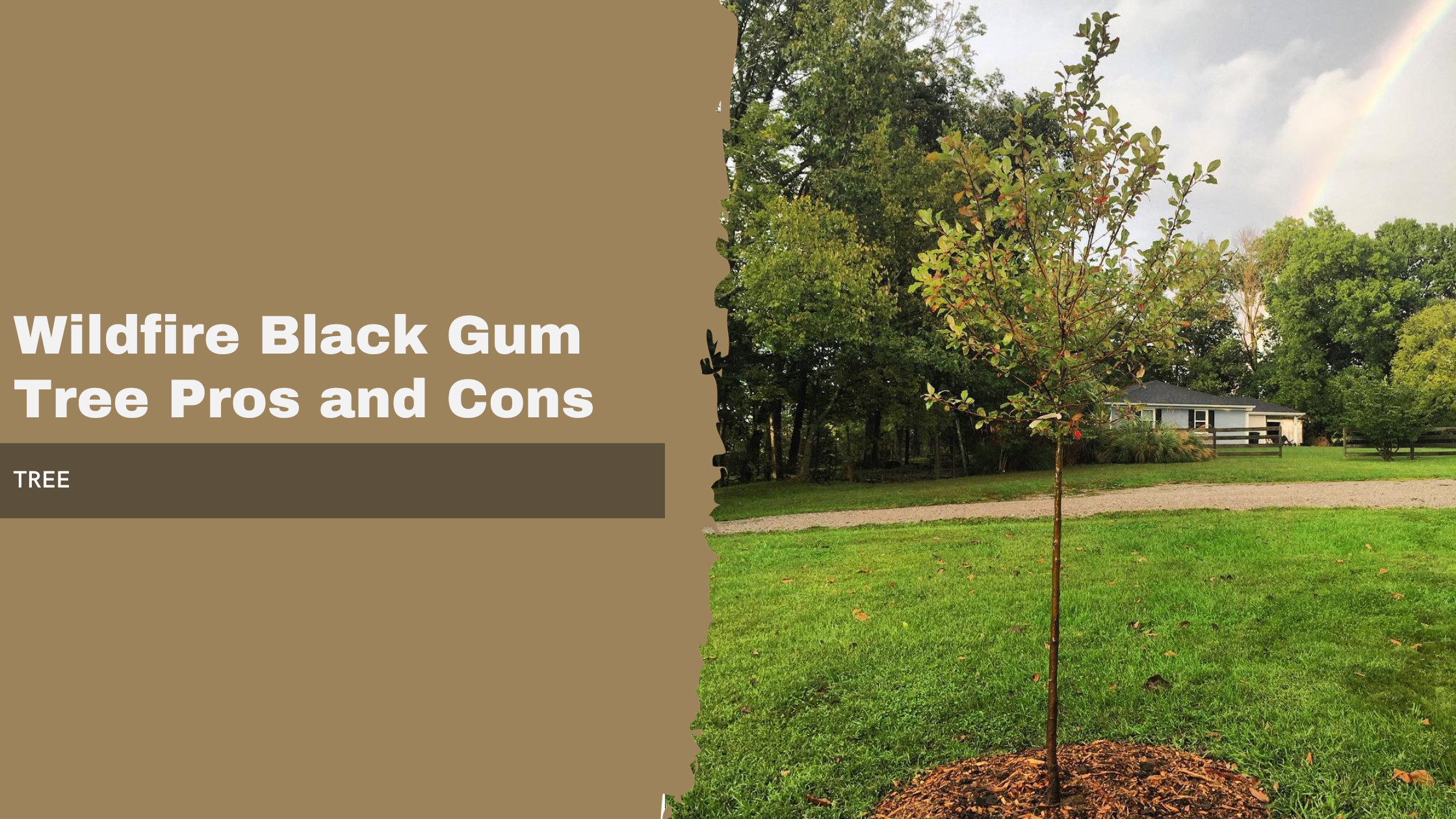 Wildfire Black Gum Tree Pros and Cons