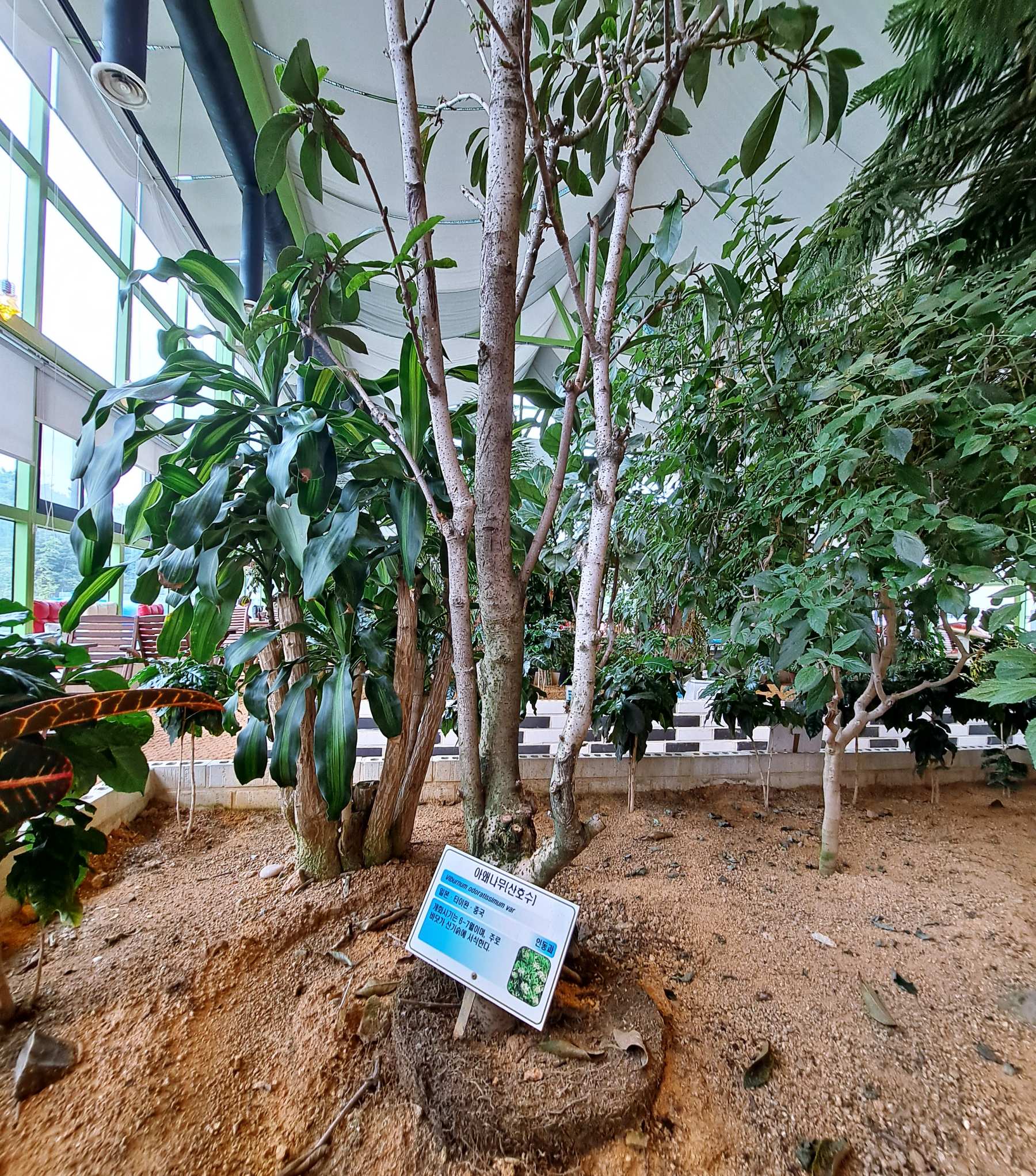 하나개팜 1층 나무