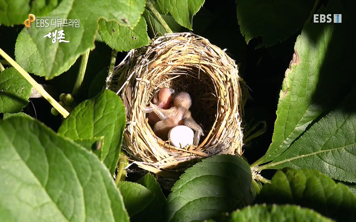 생존 3부_ EBS 다큐프라임_ 220629.avi_20220701_204627.033.jpg