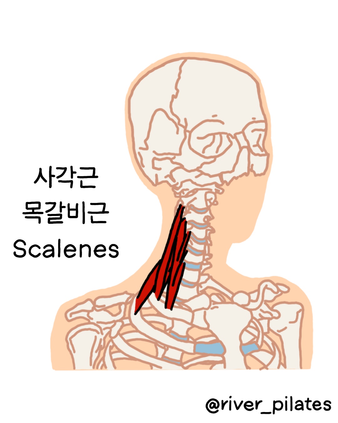 사각근