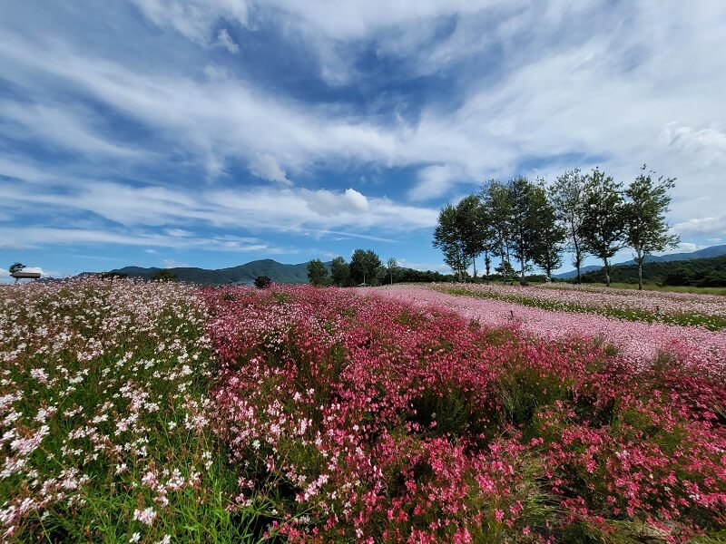 꽃과-맑은-하늘의-조화-세번째