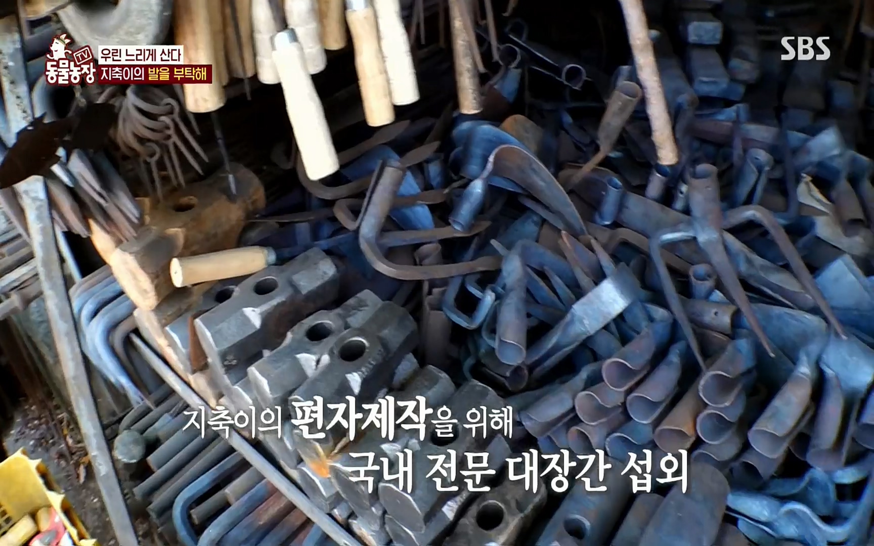 TV 동물농장.E1074.220619p.H264-F1RST.mp4_20220619_181827.741.jpg
