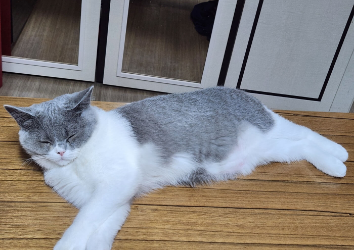 브리티쉬 숏헤어, 브리티시 쇼트헤어 성격, 브숏 사진 대방출 - 친구가 몇 년 전 푸들을 키우더니 이번에 고양이를 키우겠다며 갑자기 고양이 한 마리를 분양해서 왔어요. 너무 귀여워서 고양이 품종인 브리티쉬 숏헤어에 대해서 알아보았습니다. 브리티시 쇼트헤어의 성격과 귀여운 사진 대방출하니 함께 감상해요. - 화장실 볼일을 보고 있음 꼭 따라와 세면대에서 볼일이 끝날 때까지 기다려요. 브리티쉬 숏헤어는 차분하고 상냥한 성격으로 주인과의 교류를 아주 좋아해요. 털이 짧고 다양한 색깔의 품종이 있지만 요 아이는 바이 컬러 (2가지 색상) 회색과 흰색으로 이루어져 있어요. - 건조기에 빨래를 꺼내고 나면 따뜻하고 안락한 지 건조기 안으로 잘 들어가요. 고양이 놀이용품 중에 다람쥐 쳇바퀴 같은 거 있잖아요. 꼭 그거 보는 것 같아요. 브리티시 숏헤어의 눈색은 대체로 주황색을 갖고 있지만 털 색깔에 따라 파란색 녹색 호박색등 다양한 눈 색을 보여줘요. 브리티쉬 숏헤어, 브리티시 쇼트헤어 성격, 브숏 사진 대방출 - 친구가 몇 년 전 푸들을 키우더니 이번에 고양이를 키우겠다며 갑자기 고양이 한 마리를 분양해서 왔어요. 너무 귀여워서 고양이 품종인 브리티쉬 숏헤어에 대해서 알아보았습니다. 브리티시 쇼트헤어의 성격과 귀여운 사진 대방출하니 함께 감상해요. - 화장실 볼일을 보고 있음 꼭 따라와 세면대에서 볼일이 끝날 때까지 기다려요. 브리티쉬 숏헤어는 차분하고 상냥한 성격으로 주인과의 교류를 아주 좋아해요. 털이 짧고 다양한 색깔의 품종이 있지만 요 아이는 바이 컬러 (2가지 색상) 회색과 흰색으로 이루어져 있어요. - 건조기에 빨래를 꺼내고 나면 따뜻하고 안락한 지 건조기 안으로 잘 들어가요. 고양이 놀이용품 중에 다람쥐 쳇바퀴 같은 거 있잖아요. 꼭 그거 보는 것 같아요. 브리티시 숏헤어의 눈색은 대체로 주황색을 갖고 있지만 털 색깔에 따라 파란색 녹색 호박색등 다양한 눈 색을 보여줘요.