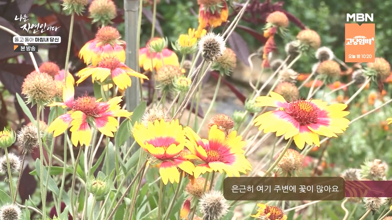 나는 자연인이다.E577.231026p-NEXT.mp4_20231026_200354.300.jpg