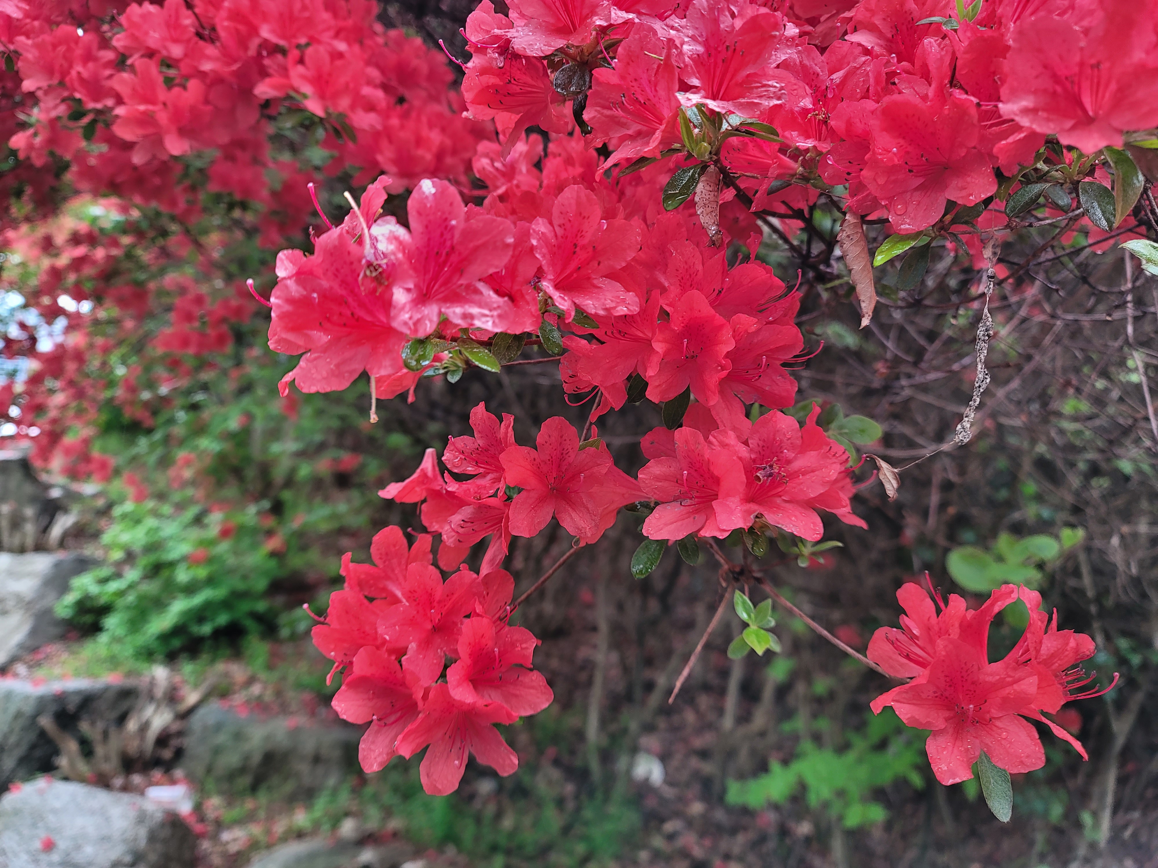 산철쭉 화단접대 14