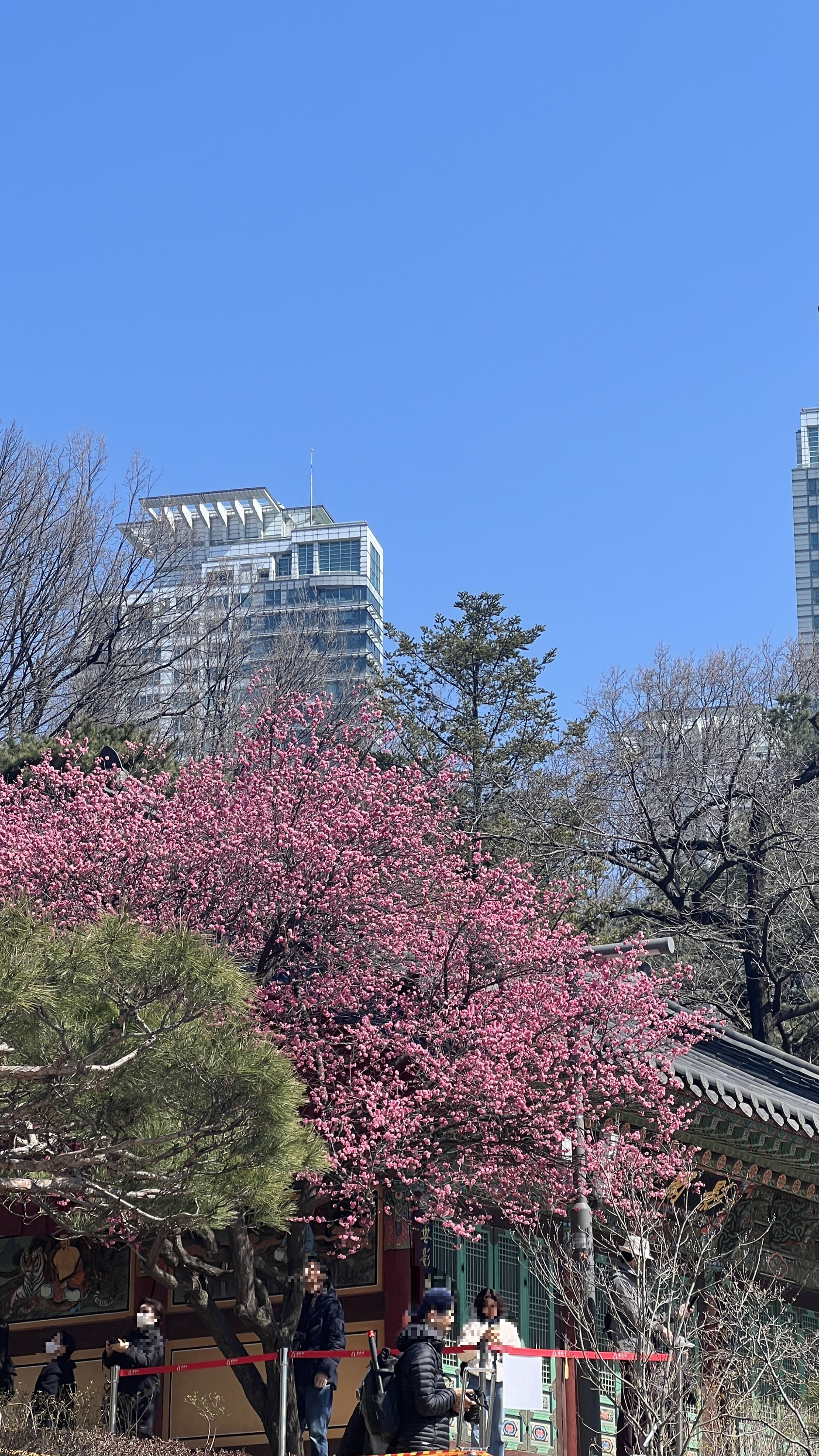 서울나들이-강남&#44;-봉은사-벚꽃-나들이-매화