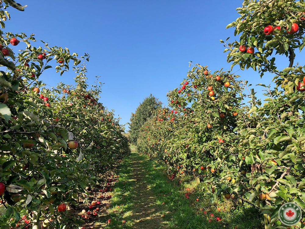  애플반에서 사과 유픽 - 아보츠포드 과일 농장 Applebarn Pumpkin Farm