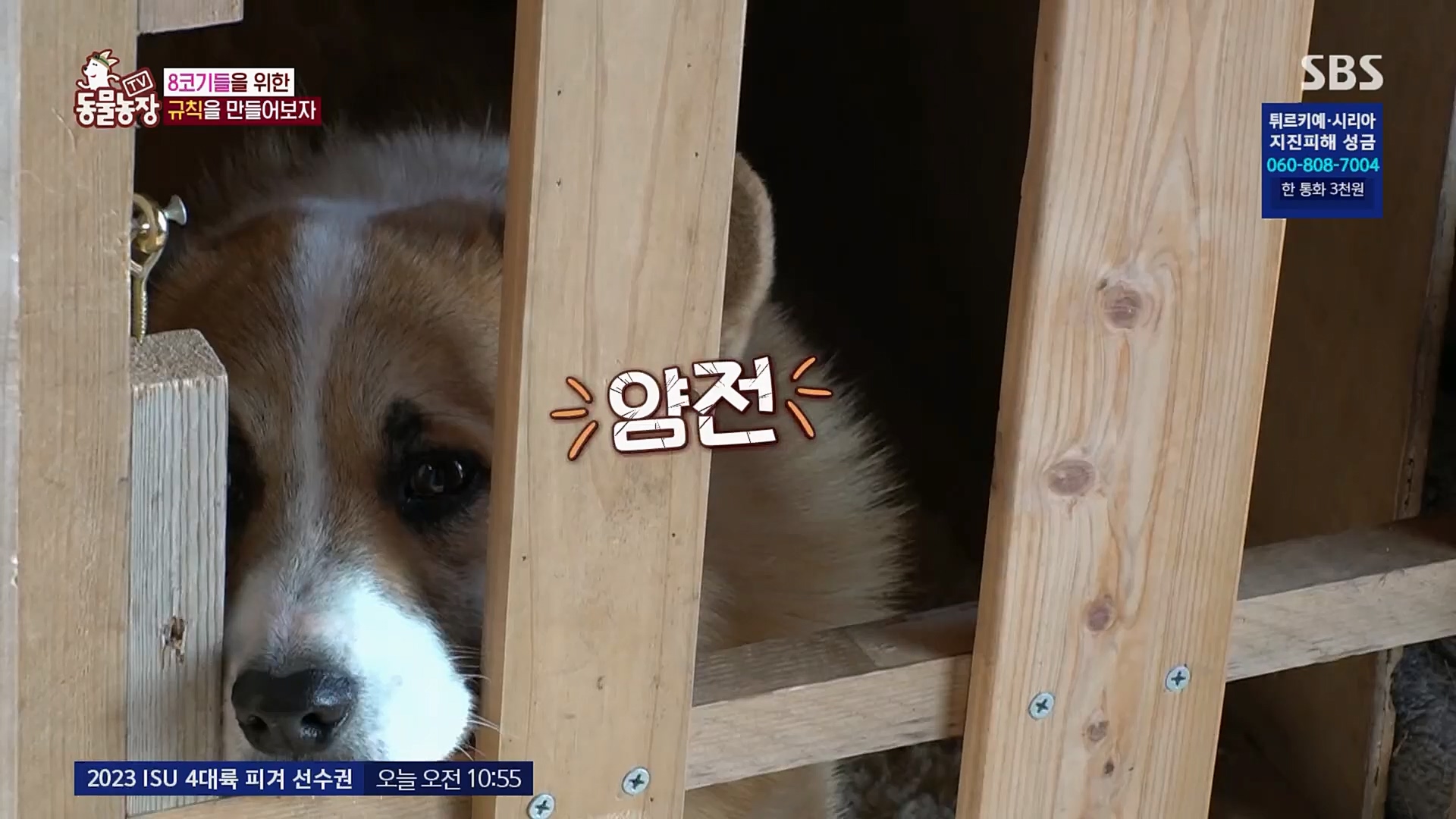 TV 동물농장.E1108.230212p.H264-F1RST.mp4_20230212_182146.054.jpg