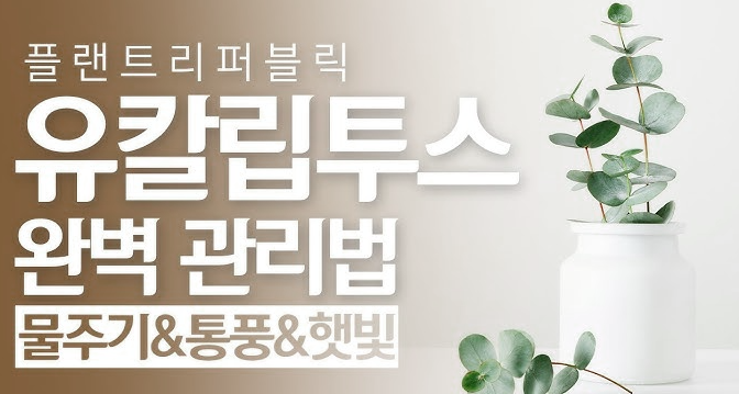  "완벽한 유칼립투스 키우기: 필수 관리 요령을 알려드립니다!"