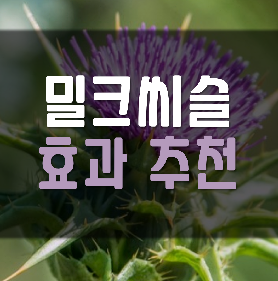  밀크씨슬 효과 추천