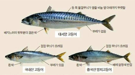  고등어 종류 참고등어 점고등어 노르웨이고등어 차이점 고르는법