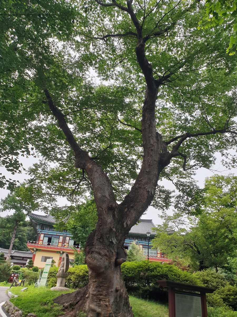 봉선사-느티나무(01)