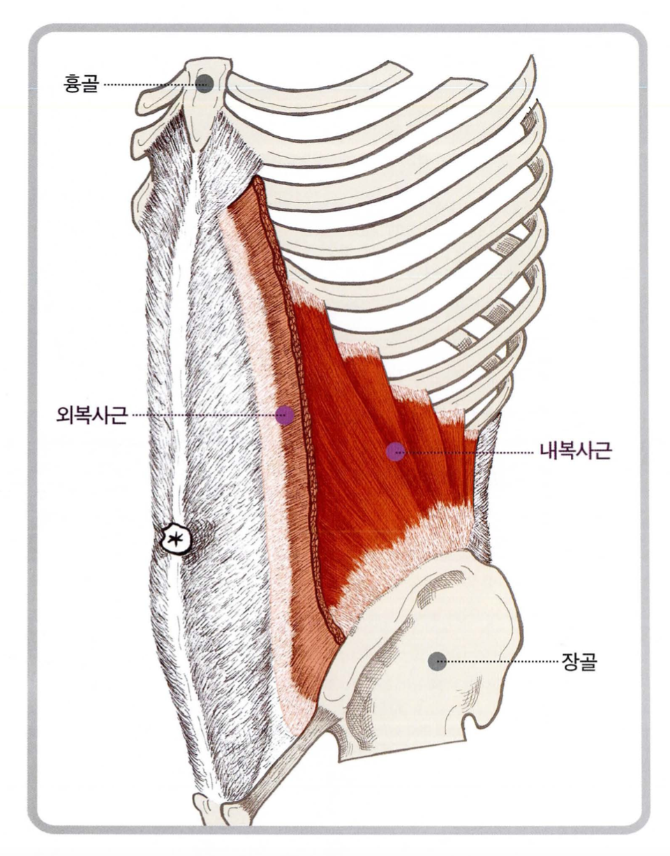 복사근