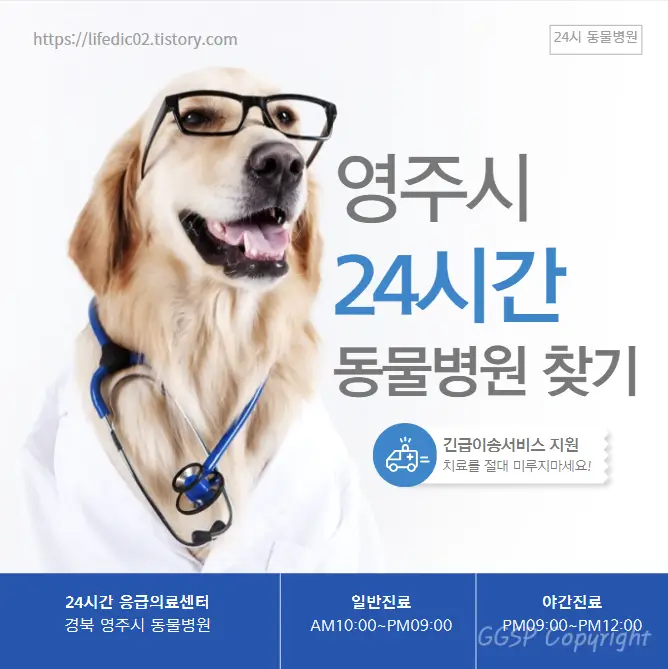  영주시 24시간 동물병원 찾기 근처 야간 일요일 고양이 병원 18곳
