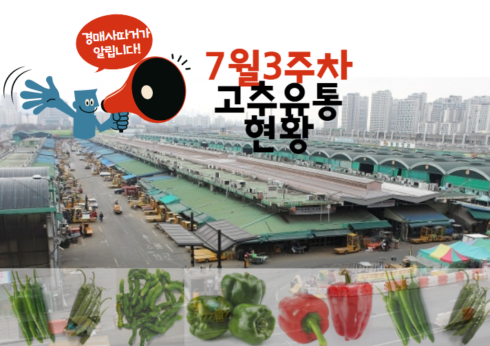  [경매사 주간보고] 가락시장 고추 경매이야기(7월 3주차)