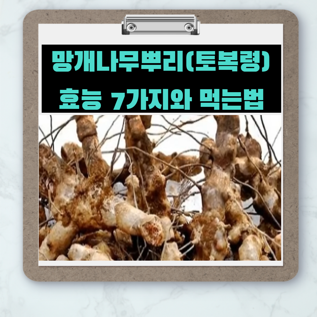  망개나무뿌리(토복령) 효능7가지와 먹는방법