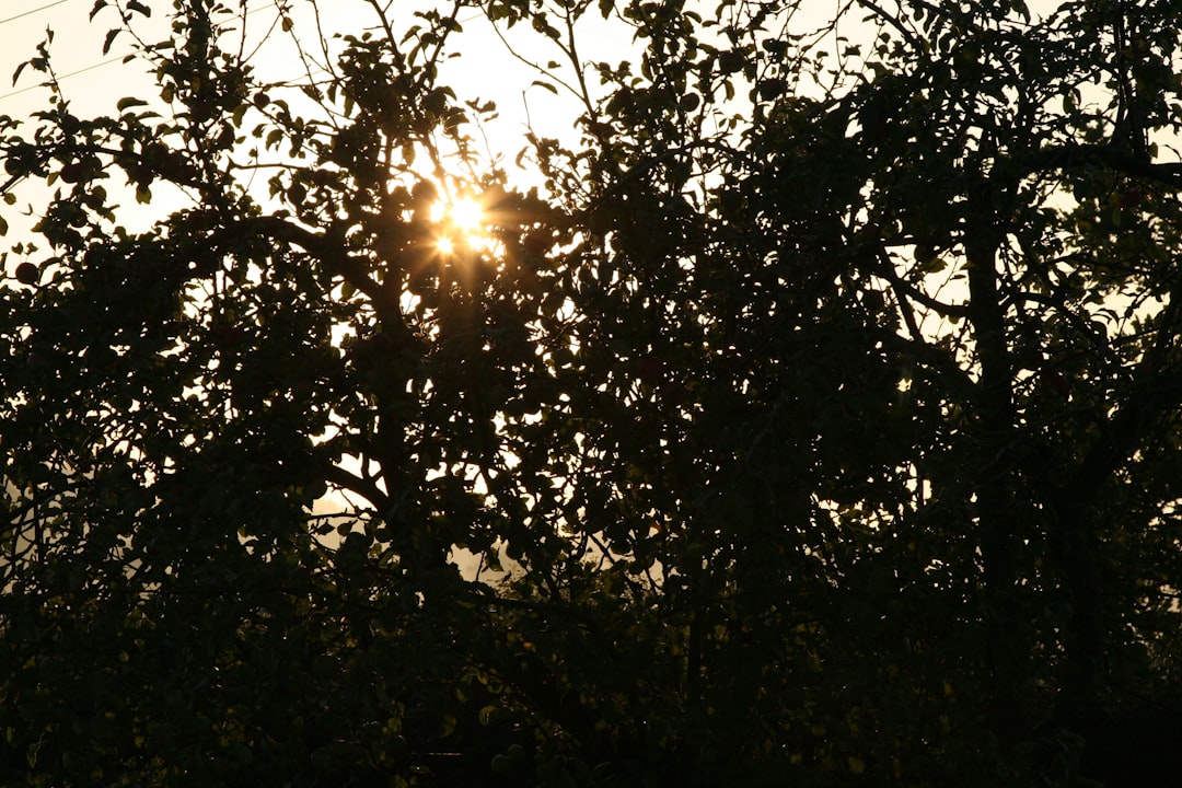 Sunsung.