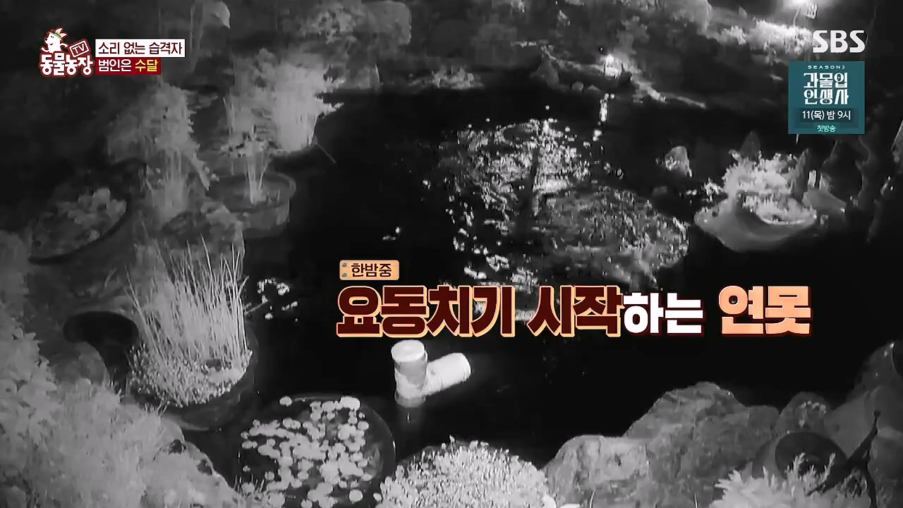 TV 동물농장.E1178.240630.ts_20240630_164647.599.jpg