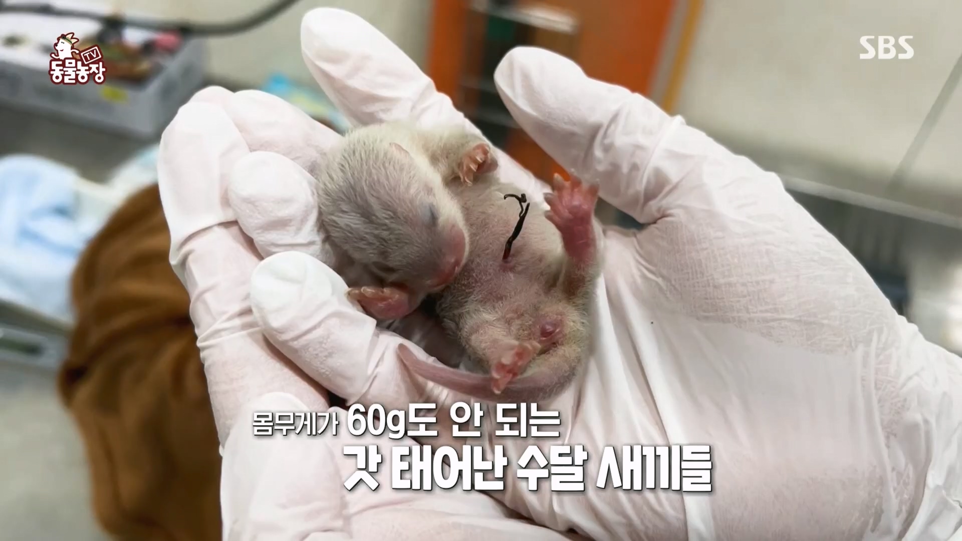 TV 동물농장.E1118.230423p.H264-F1RST.mp4_20230423_181127.118.jpg