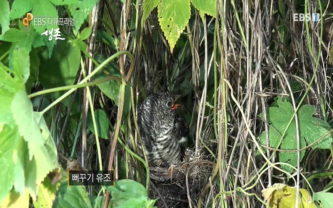 생존 3부_ EBS 다큐프라임_ 220629.avi_20220701_210336.651.jpg