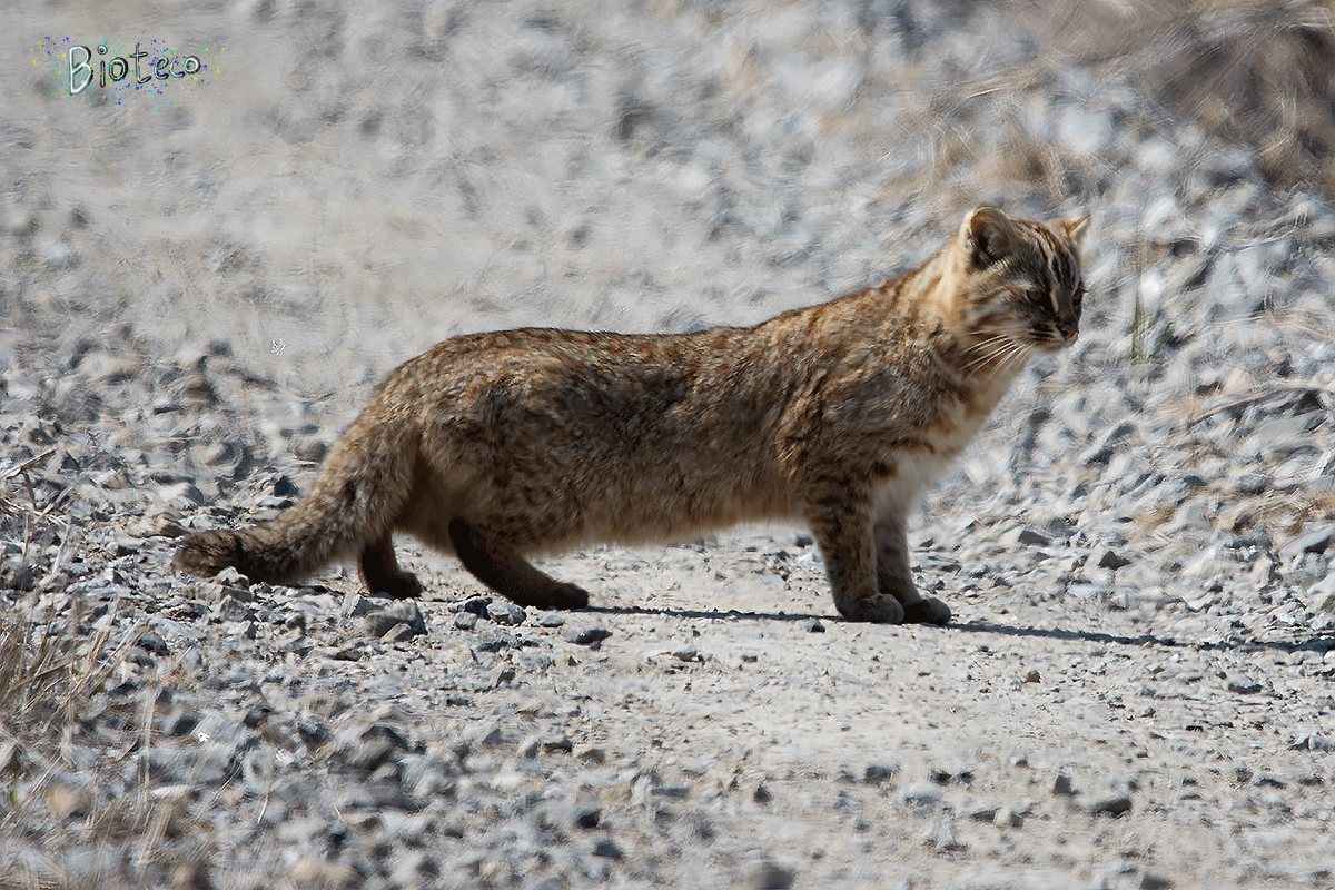 삵(Prionailurus bengalensis)_2024.03.16.