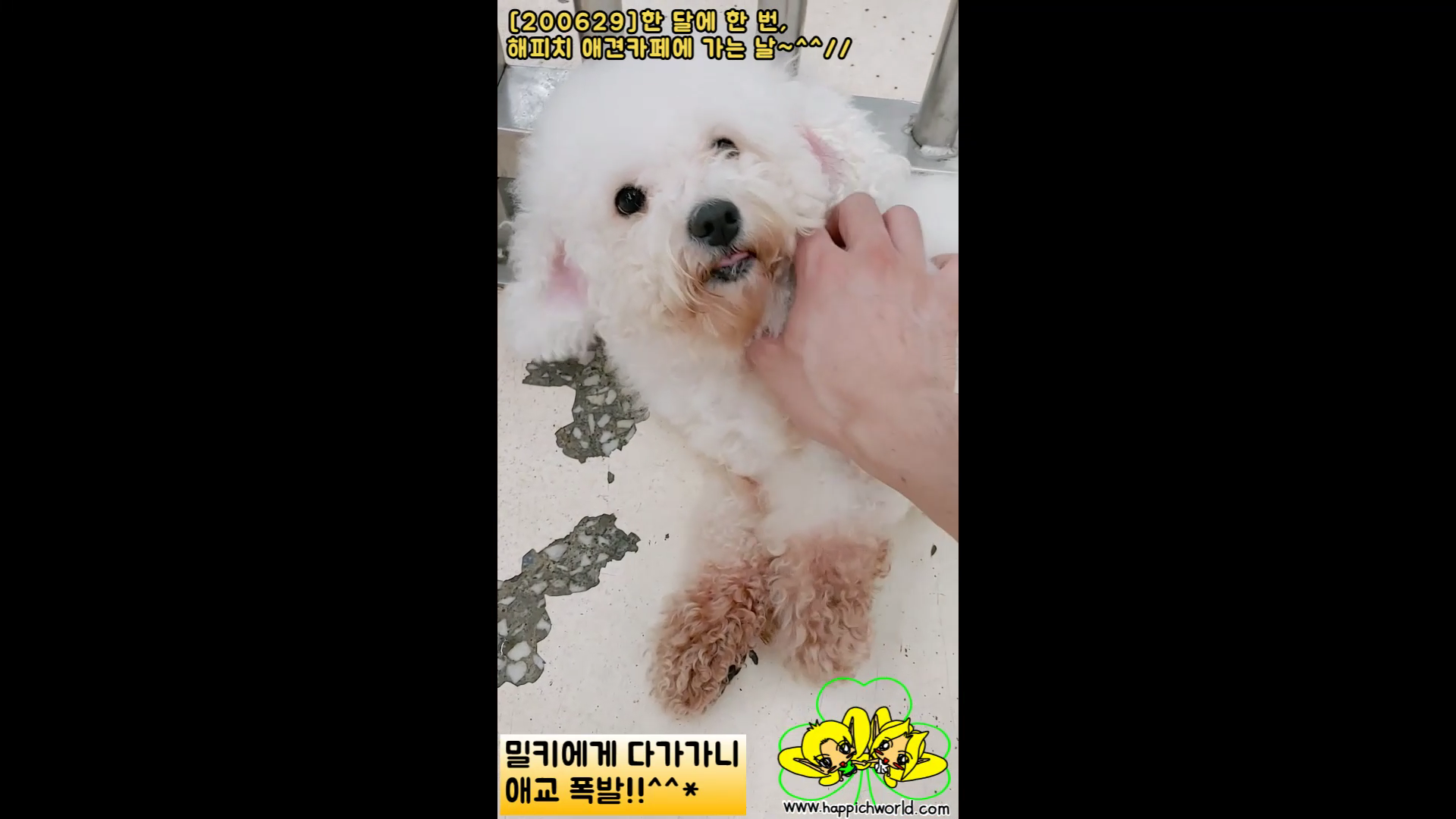  [글적글적][200629]한 달에 한 번, 해피치 애견카페에 가는 날~^^//ㅋ[11](동영상)