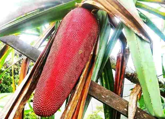 부아메라 (Buah Merah)