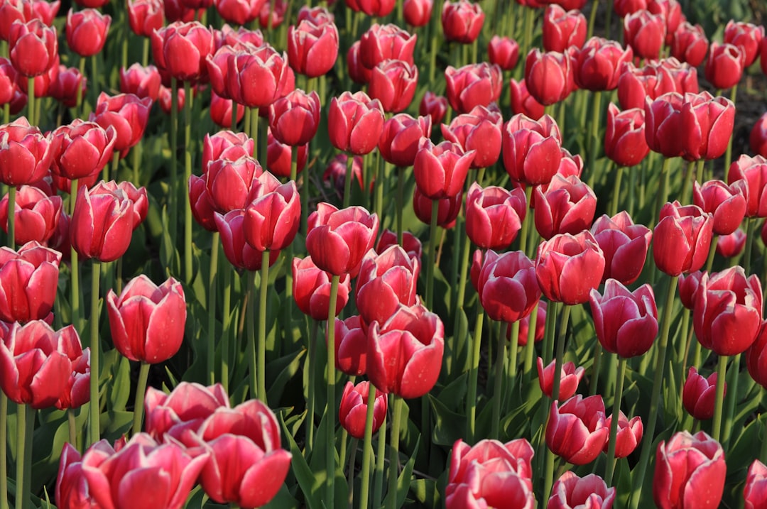 Tulip